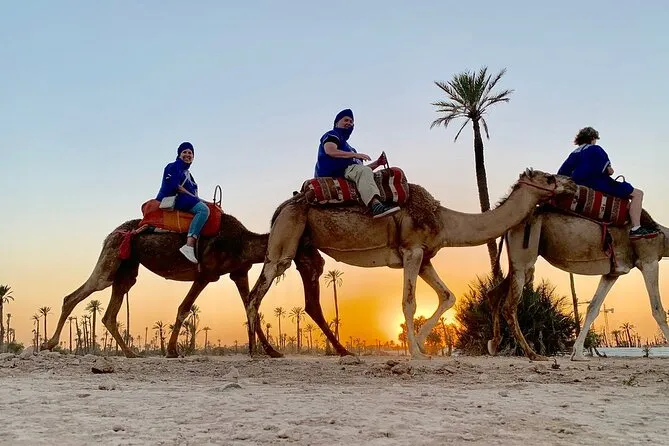 Sunset Camel Ride in the Palm Groves