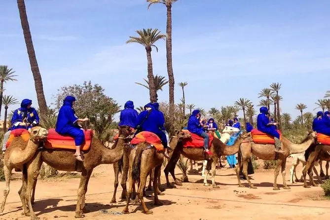 Sunset Camel Ride in the Palm Groves photo 2