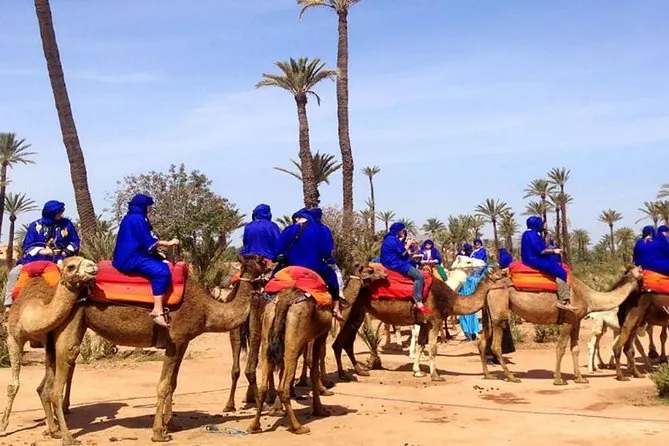 Sunset Camel Ride in the Palm Groves photo 2