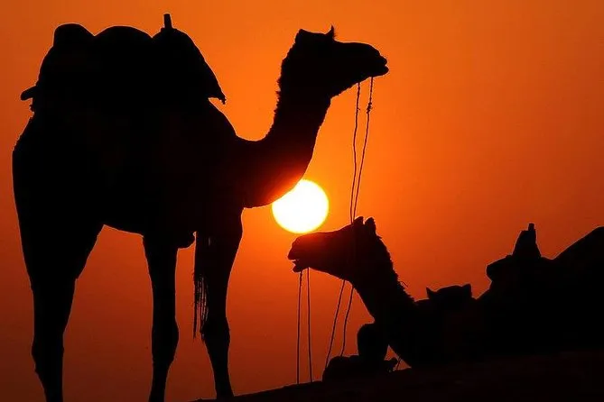 Sunset Camel Ride in the Palm Groves photo 3