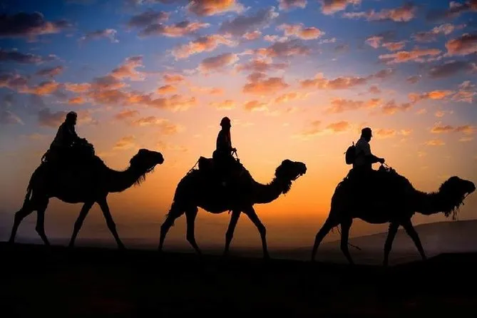 Sunset Camel Ride in the Palm Groves photo 4